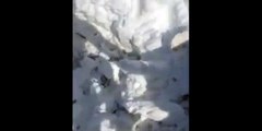 Granjero descubre ovejas que siguen vivas después de 11 días enterradas bajo un montón de nieve