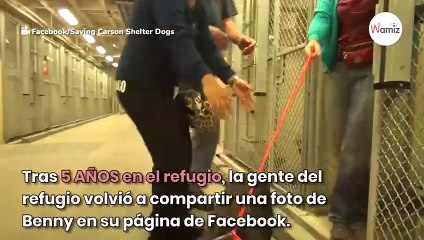 Pitbull llora de felicidad al darse cuenta de que ha sido adoptado (Vídeo)