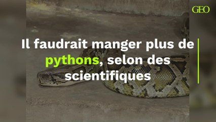 "Il faudrait manger plus de pythons !" : voici le conseil surprenant de scientifiques