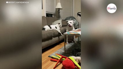 Katze befiehlt dem Hund „Platz“ zu machen: Das Netz lacht Tränen (Video)