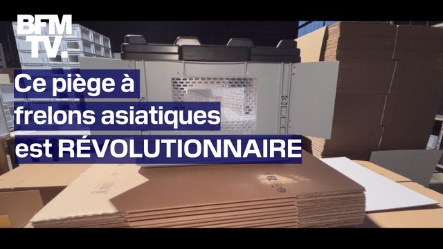 Ce piège à frelons asiatiques est révolutionnaire et ne capture pas les autres insectes