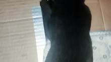 Snappy puppy