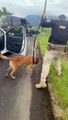 VÍDEO: Cães farejadores encontram 53 quilos de cocaína escondido em carro em SC
