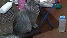 Cream O Playing❣️