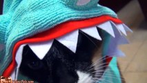 Gato en traje de tiburón persigue a un lindo patito
