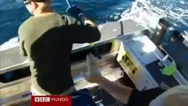Tiburón compite con pescadores por un pez espada