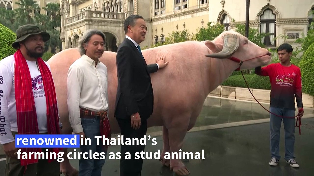 Thai PM meets $500,000 giant albino buffalo - video Dailymotion