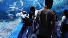many fish