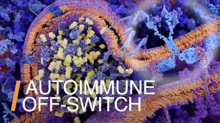 Experts Discover Possible ‘Off-Switch’ Preventing Immune System From Attacking Healthy Cells