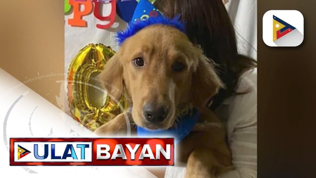 Ilang celebrities, kinondena ang pagpatay sa golden retriever na si Killua