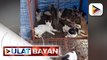 Animal rescuer, nakita ang nakakaawang sitwasyon ng mga pusa sa isang cat pound sa Dasmariñas, Cavite