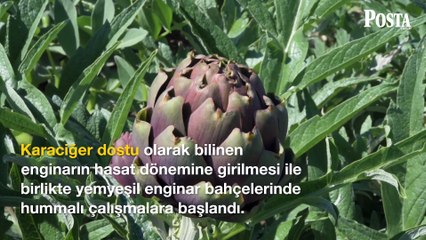 Türkiye'nin 'Yeşil altını' olarak biliniyor! Tanesi 20 liradan satılan bu besin karaciğeri onarıyor