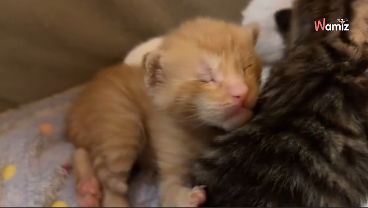 Trois chats aveugles ont une idée de génie pour obtenir de l'aide dans la rue (vidéo)