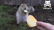 Ardillas comiendo papas fritas