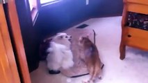 Gatito vs Perrito Jugueton