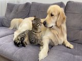 Il Golden retriever prova a fare amicizia con un gattino diffidente: il siparietto è divertentissimo