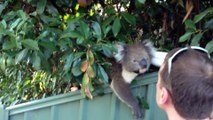 Besitos de Adorable Koala