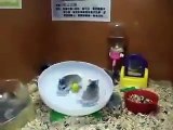 Hamsters en carrera de obstaculos