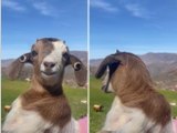 Questa capra vezzosa adora sfoggiare i suoi orecchini