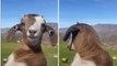 Questa capra vezzosa adora sfoggiare i suoi orecchini