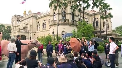 بيع جاموس عملاق في تايلاند بحوالى نصف مليون دولار