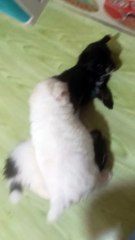 kulet pets