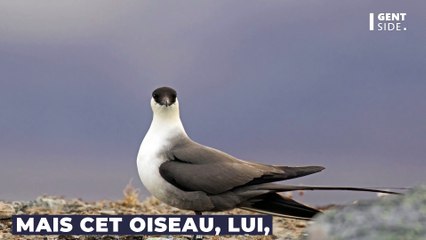 Le pirate des mers, un oiseau marin, pourrait bientôt disparaître