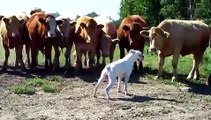 Perro vs Vacas Asustadas