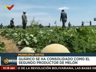 Guárico es el segundo productor nacional de Melón con un 36% de cosecha