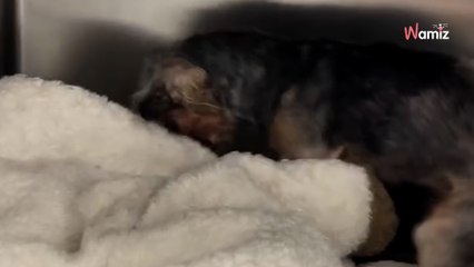 Man hears whining coming from rubbish bin and immediately calls for help