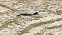 Three DOLPHINS spotted in river 13 miles from the sea in Lincolnshire