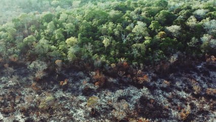 Au coeur de l'Amazonie vidéo bande annonce
