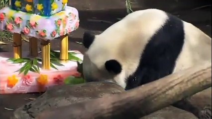 Panda Gigante Celebra su Cumpleaños con Pastel Gigante