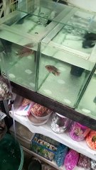 Charm Fish, pampaswerte,  (aruana)