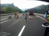 Puercos se escapan del camión que los transportaba luego de volcarse en carretera de China