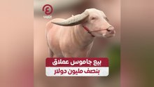 بيع جاموس عملاق بنصف مليون دولار