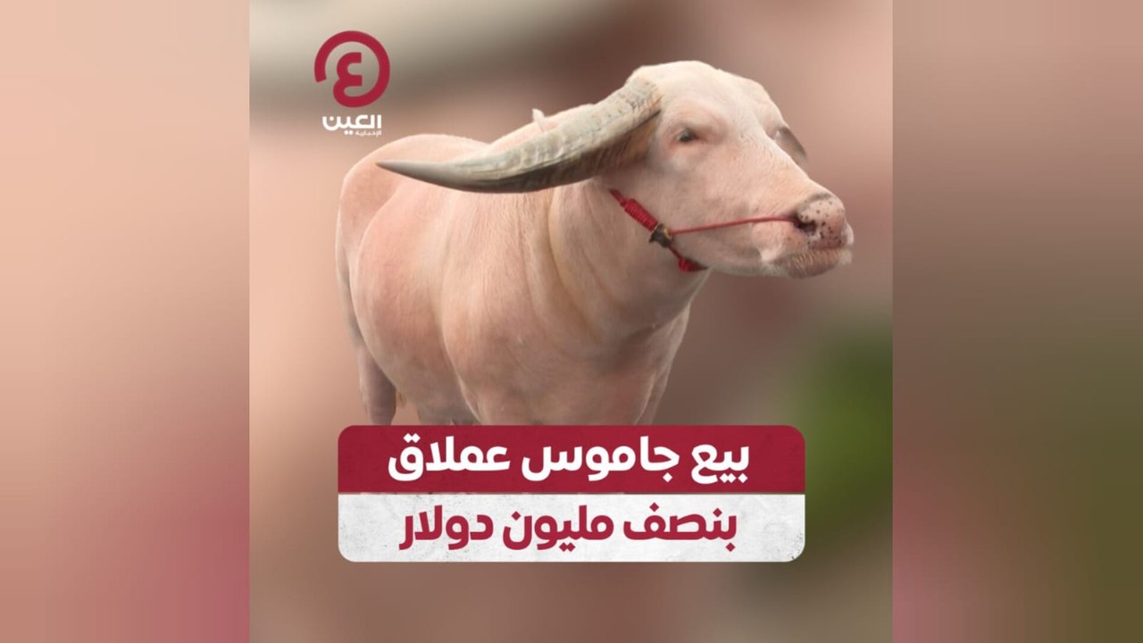 بيع جاموس عملاق بنصف مليون دولار