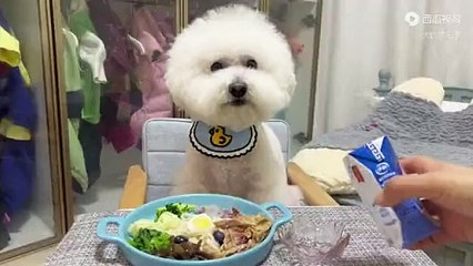 I suspect that my dog ​​is a human being. He If you don’t believe me, take a look #funnycats450