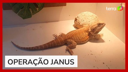 Download Video: PF apreende lagarto australiano em operação sobre superfaturamento de equipamentos para covid no RJ