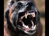 12 perros fueron capturados por atacar a menor y una mujer en el parque Japón en álvaro Obregón