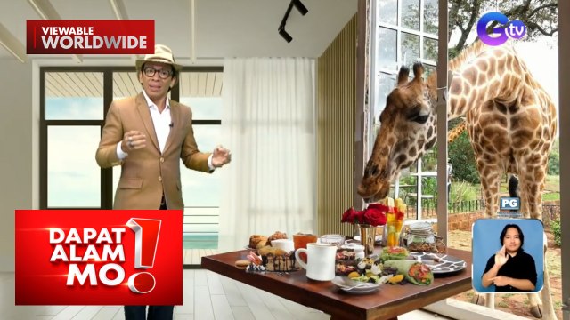 Mga giraffe, puwede nang makasama sa isang kainan sa Kenya | Dapat Alam Mo!