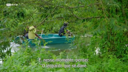 História dos Gatos - 3 de 3