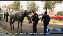 No sacrificarán a los caballos de la policía montada que escaparon