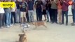 वीडियो: कानपुर आईआईटी में रोबोट कुत्ता का सामना आवारा कुत्तों से, वीडियो वायरल
