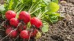 5 Easiest Vegetables to Grow at Home