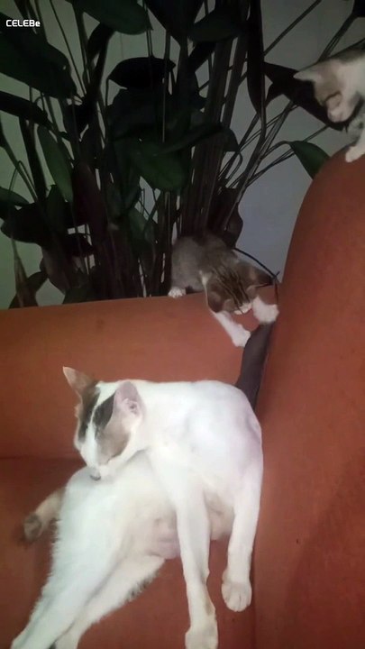 cat and kittens