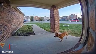 Dog Follow My Daughter And Her Friends Home Caught On Vivint Camera | Doorbell Camera Video
