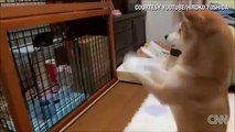 Perro rogando amor a un gatito