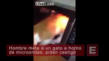 Crueldad Animal Mete a su gato a horno de microondas