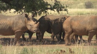 مشروع لإطلاق  وحيد القرن الأبيض الجنوبي إلى البراري